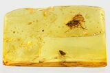 Detailed Fossil Long-Legged Fly (Dolichopodidae) in Baltic Amber #372608-1